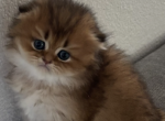 Gold with blue eyes - Scottish Fold Kitten For Sale - Sacramento&comma; CA&comma; US