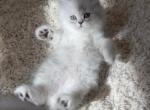 Diamond Dollz Lestat - Persian Kitten For Sale - Goodyear&comma; AZ&comma; US