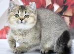 Knopka1 - British Shorthair Kitten For Sale - Los Angeles&comma; CA&comma; US