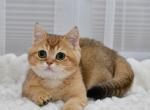 Fiksik 1 - British Shorthair Kitten For Sale - Los Angeles&comma; CA&comma; US