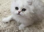 Diamond Dollz pumpkin - Persian Kitten For Sale - Goodyear&comma; AZ&comma; US
