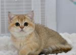 Faina1 - British Shorthair Kitten For Sale - Los Angeles&comma; CA&comma; US
