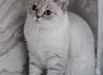 Jina2 - British Shorthair Kitten For Sale - Los Angeles&comma; CA&comma; US