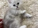 Diamond Dollz Sterling - Persian Kitten For Sale - Goodyear&comma; AZ&comma; US