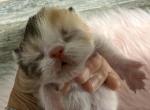 Exotic Callie Calico girl - Exotic Kitten For Sale - 