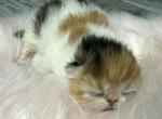 Persian Calico girls - Exotic Kitten For Sale - 