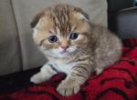 Ginger - Scottish Fold Kitten For Sale - 