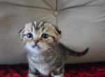 Tiger - Scottish Fold Kitten For Sale - Brooklyn&comma; NY&comma; US
