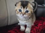 Maple - Scottish Fold Kitten For Sale - 
