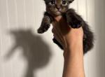 Rolo - Maine Coon Kitten For Sale - 