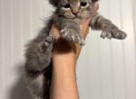 Polydactyl Gypsy - Maine Coon Kitten For Sale - 