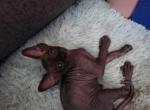 Onyx - Sphynx Kitten For Sale - 