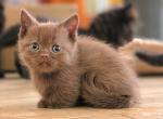 BonBon - Munchkin Kitten For Sale - Aquilla&comma; TX&comma; US