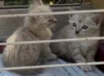 Cashmere Seal Lynx Point Bengal Snow Kittens - Bengal Kitten For Sale - La Grange&comma; KY&comma; US
