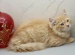 Peacan Of RomanovCats - Siberian Kitten For Sale - Ashburn&comma; VA&comma; US