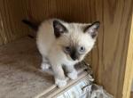SNOWSHOE GIRL SEPT 26 - Snowshoe Kitten For Sale - Bryan&comma; TX&comma; US
