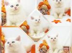 CFA Ready Health Tested - Persian Kitten For Sale - FL&comma; US