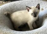 MANX GIRL SEPT 26 - Manx Kitten For Sale - Bryan&comma; TX&comma; US