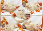 Dobby Ready CFA Health Tested - Persian Kitten For Sale - 