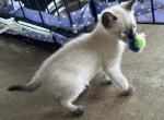 GIRL SIAMESE SEPT 26 - Siamese Kitten For Sale - Bryan&comma; TX&comma; US