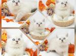 Hondo Ready CFA Health Tested - Exotic Kitten For Sale - FL&comma; US