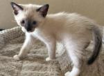 SIAMESE SNOWSHOE GIRL - Siamese Kitten For Sale - Bryan&comma; TX&comma; US