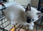 SIAMESE SNOWSHOE BOY - Siamese Kitten For Sale - Bryan&comma; TX&comma; US