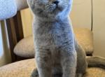 Margo - British Shorthair Kitten For Sale - Brooklyn&comma; NY&comma; US