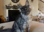Smoke grey polydactyl female - Maine Coon Kitten For Sale - Chapel Hill&comma; NC&comma; US