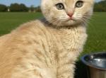 Serafeem - British Shorthair Kitten For Sale - Brooklyn&comma; NY&comma; US
