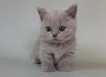 Zyro baby boy munchkin lilac color short legs - Munchkin Kitten For Sale - TX&comma; US