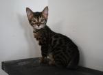 TICA Female 1 - Bengal Kitten For Sale - Jersey City&comma; NJ&comma; US