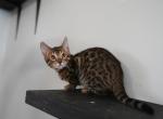 TICA brown male - Bengal Kitten For Sale - Jersey City&comma; NJ&comma; US