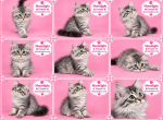 Moonlight - Siberian Kitten For Sale - Mission&comma; TX&comma; US
