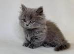 Waldoon longhair munchkin blue color short legs - Munchkin Kitten For Sale - TX&comma; US