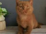 Funtik - British Shorthair Kitten For Sale - Norwalk&comma; CT&comma; US