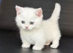 Riley munchkin silver shaded chinchilla short legs - Munchkin Kitten For Sale - TX&comma; US