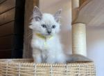 Anoires Yellow collar - Ragdoll Kitten For Sale - Meadville&comma; PA&comma; US