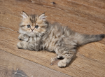 Poppy - Persian Kitten For Sale - Oklahoma City&comma; OK&comma; US
