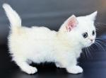 Rusty munchkin silver shaded chinchilla short legs - Munchkin Kitten For Sale - TX&comma; US
