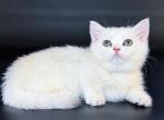 Raven short legs munchkin silver shaded chinchilla - Munchkin Kitten For Sale - TX&comma; US