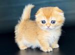 Mini girl Uxie golden Scottish kilt munchkin fold - Munchkin Kitten For Sale - TX&comma; US