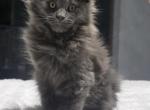 Tink POLYDACTYL - Maine Coon Kitten For Sale - Elk Grove&comma; CA&comma; US