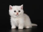 Xevan short legs munchkin silver shaded chinchilla - Munchkin Kitten For Sale - TX&comma; US