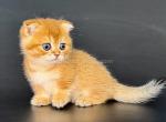 Yzro baby munchkin fold golden Scottish kilt - Munchkin Kitten For Sale - TX&comma; US