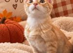 Sunny - American Shorthair Kitten For Sale - Cordova&comma; TN&comma; US