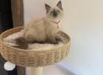 Red collar - Ragdoll Kitten For Sale - Meadville&comma; PA&comma; US