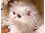 Bellissima - Persian Kitten For Sale - 