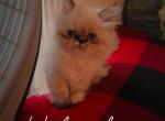 My Persian Girl - Persian Kitten For Sale - Brooklyn&comma; NY&comma; US