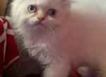 Loving Persian Flame point girl - Persian Kitten For Sale - Brooklyn&comma; NY&comma; US